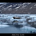 Arctic Seal