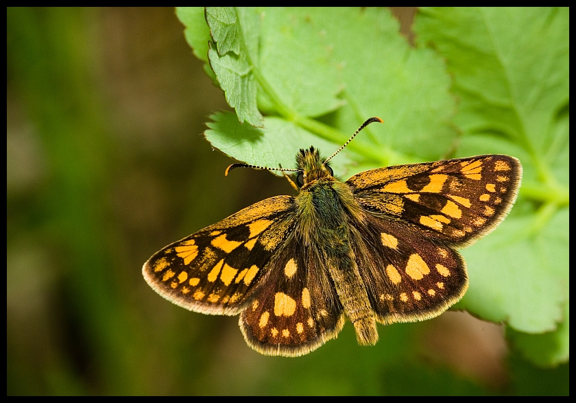 Arctic Skipper (Carterocephalus palaemon)