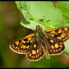 Arctic Skipper (Carterocephalus palaemon)