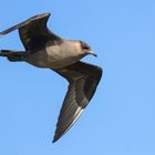 Arctic Skua (Stercorarius parasiticus)