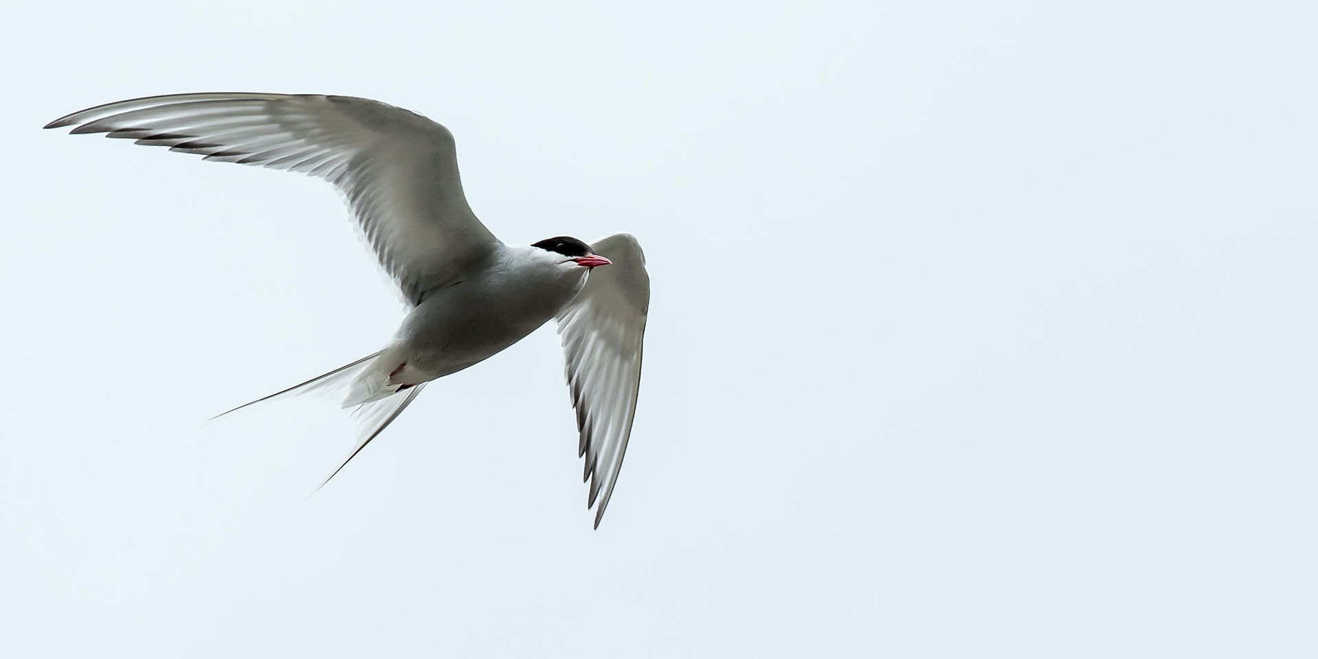 Arctic Tern