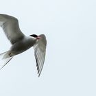 Arctic Tern