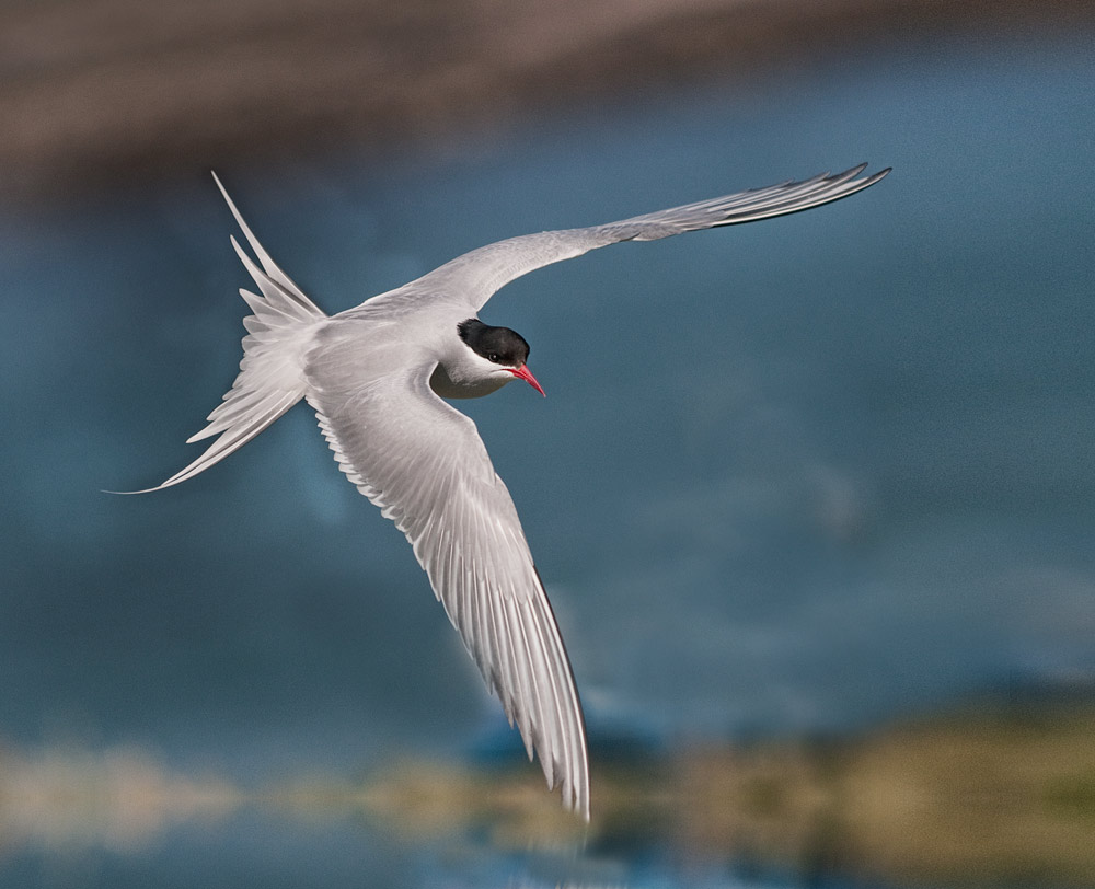 Arctic tern