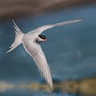 Arctic tern