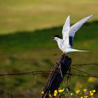 Arctic Tern 