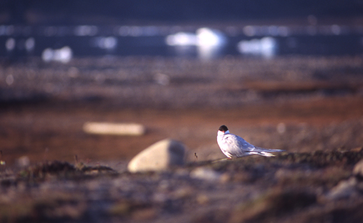 Arctic tern