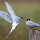 Arctic Tern