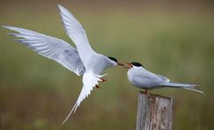 Arctic Tern