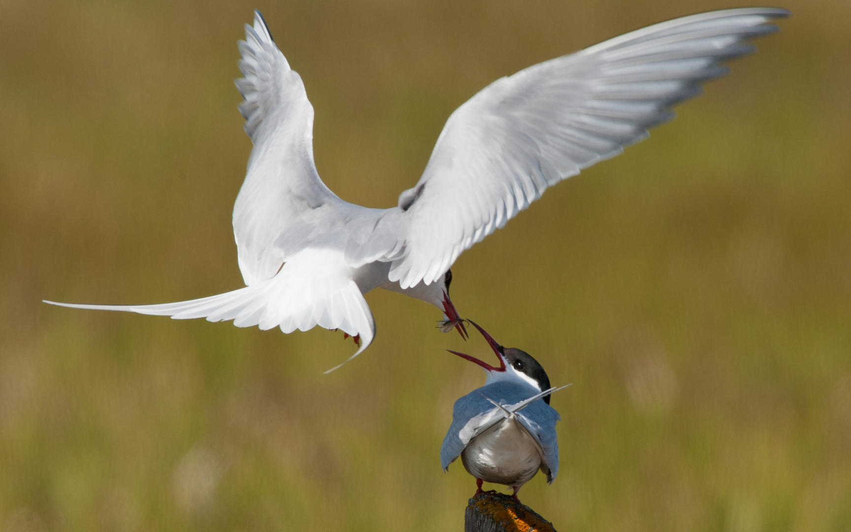 Arctic Tern