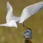 Arctic Tern