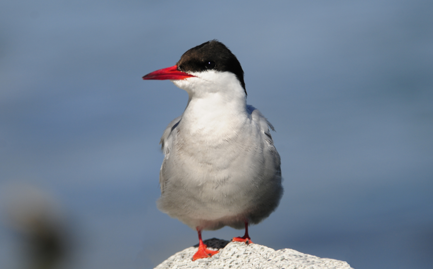 arctic tern 