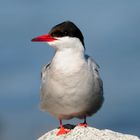 arctic tern 