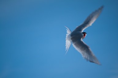 Arctic Tern