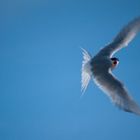 Arctic Tern