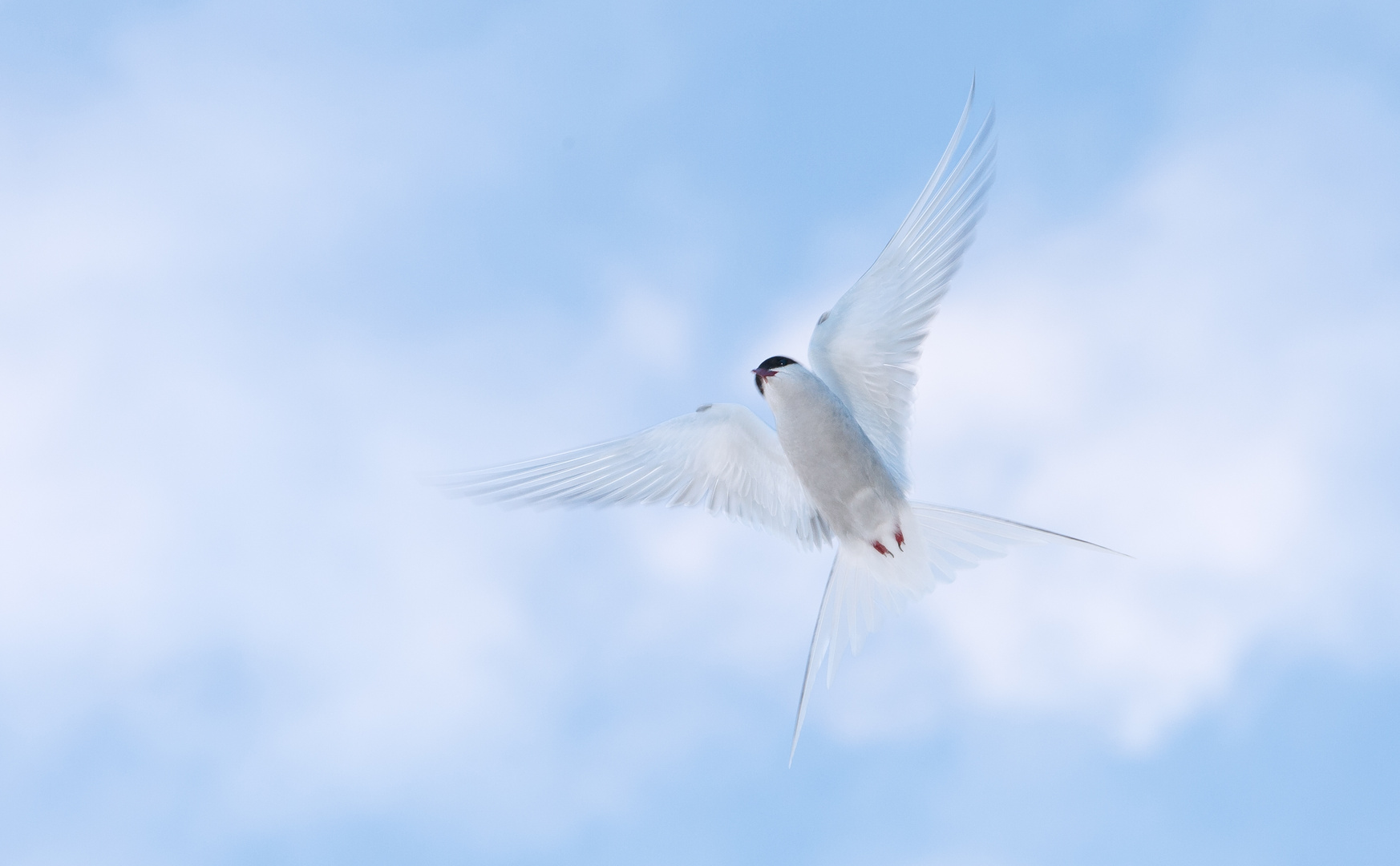 Arctic tern in the air