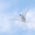 Arctic tern in the air
