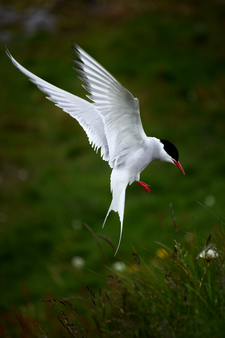 Arctic Tern - Küstenseeschwalbe