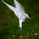 Arctic Tern - Küstenseeschwalbe