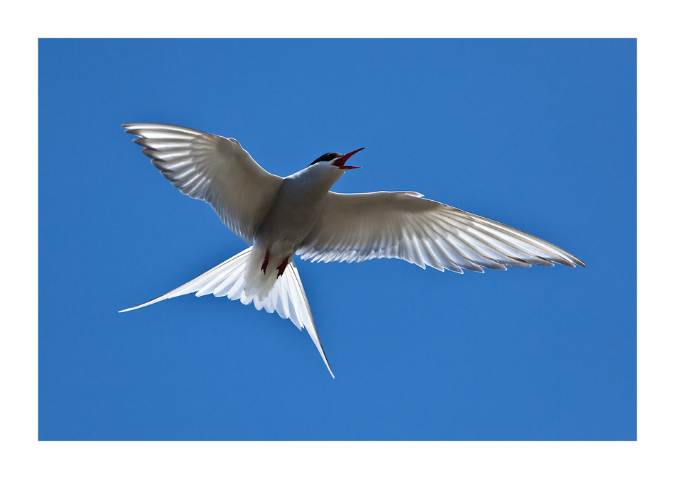 arctic tern - Küstenseeschwalbe - Kría