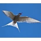 arctic tern - Küstenseeschwalbe - Kría