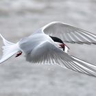 Arctic Tern with capelin