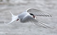 Arctic Tern with capelin