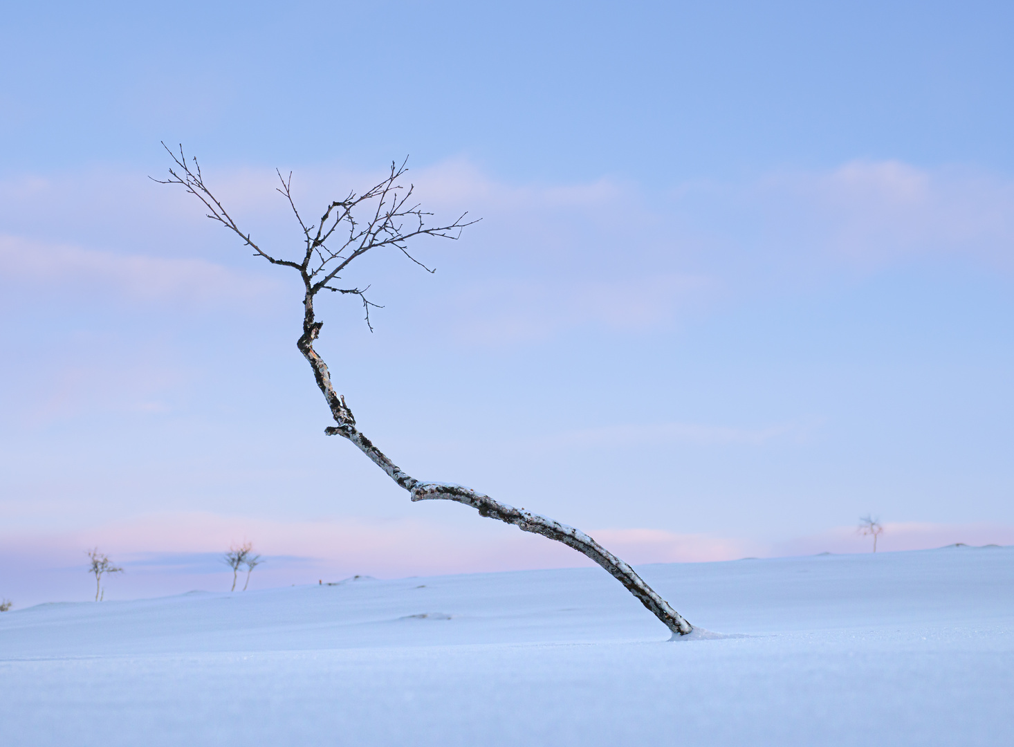 Arctic tree