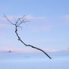 Arctic tree