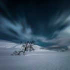 Arctic Tree in Moonlight