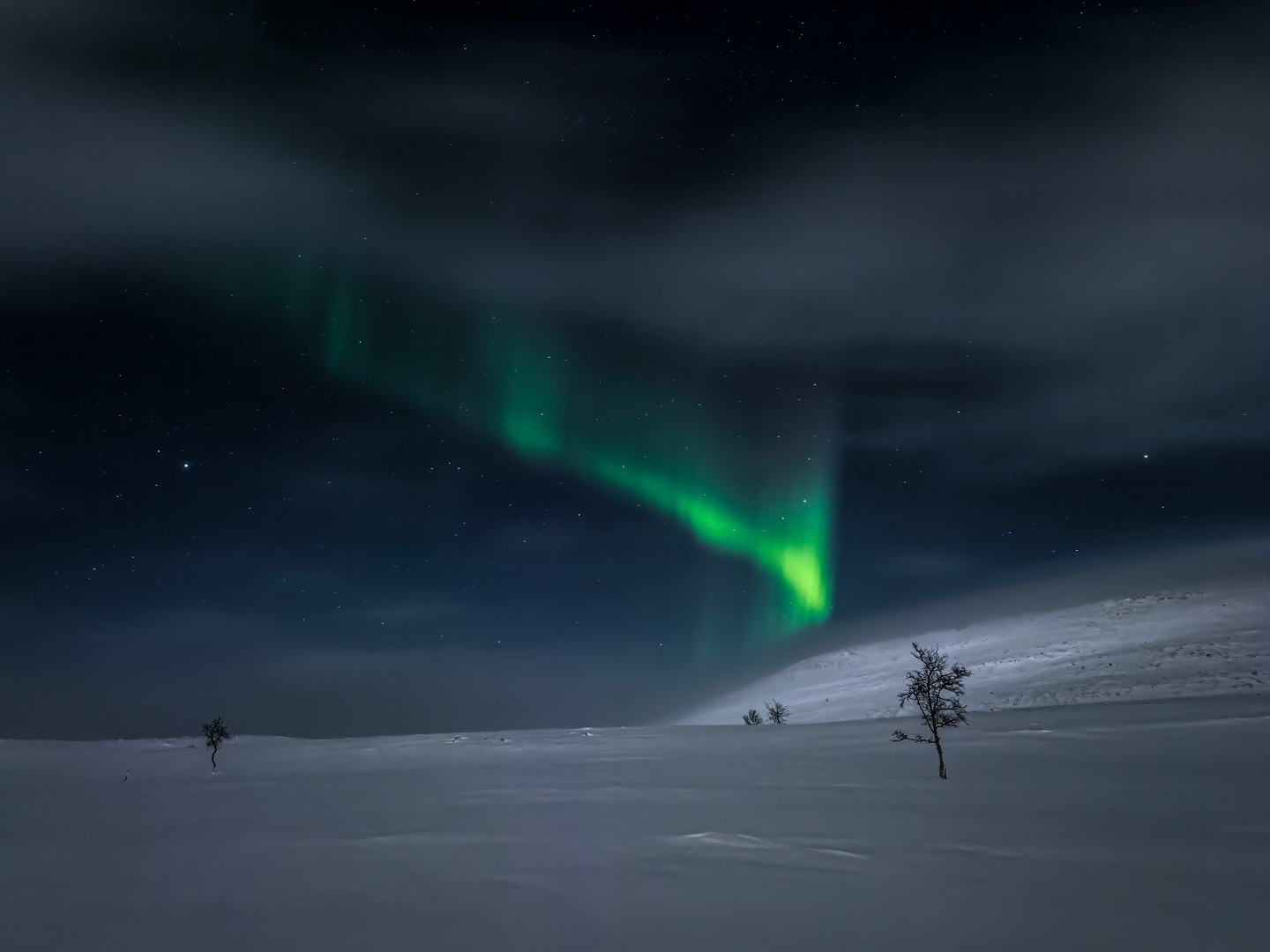 Arctic Trees