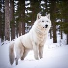 Arctic white wolf