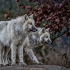 Arctic wolf