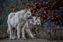 Arctic wolf