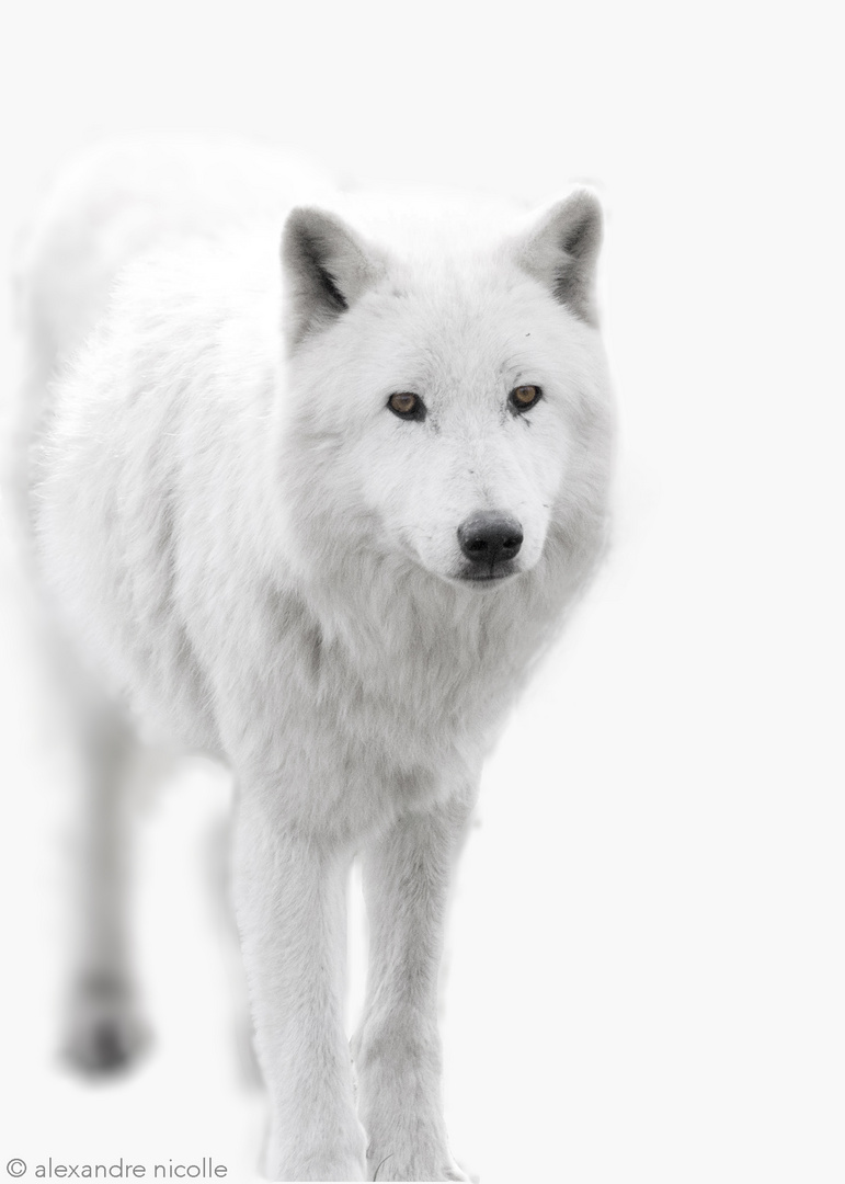 Arctic Wolf 2