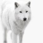 Arctic Wolf 2