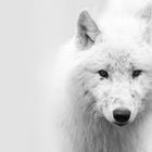 Arctic Wolf