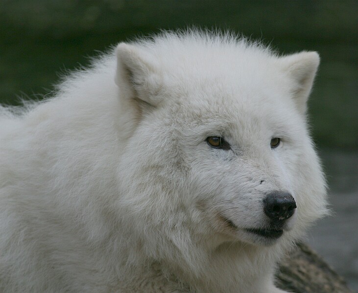 arctic wolf