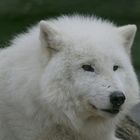 arctic wolf