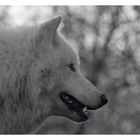 Arctic Wolf