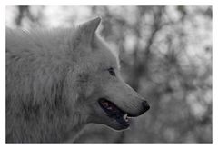 Arctic Wolf