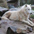 Arctic Wolf