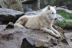 Arctic Wolf