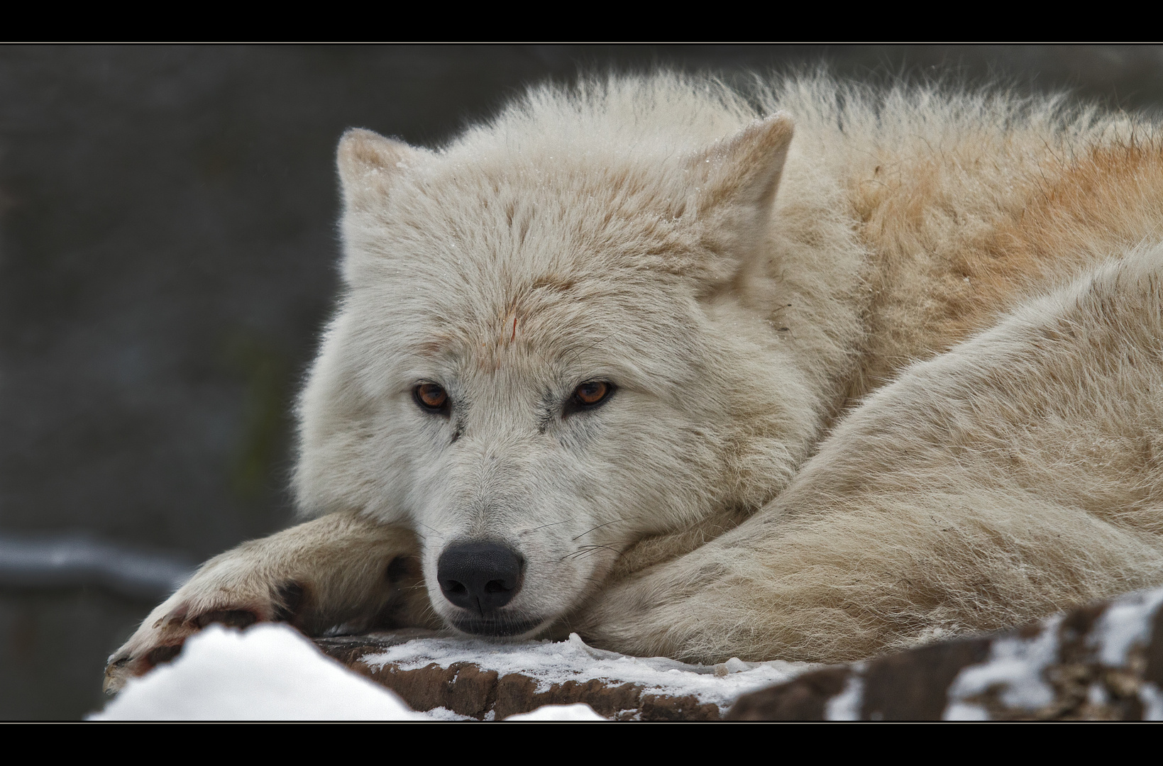 Arctic Wolf