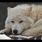 Arctic Wolf