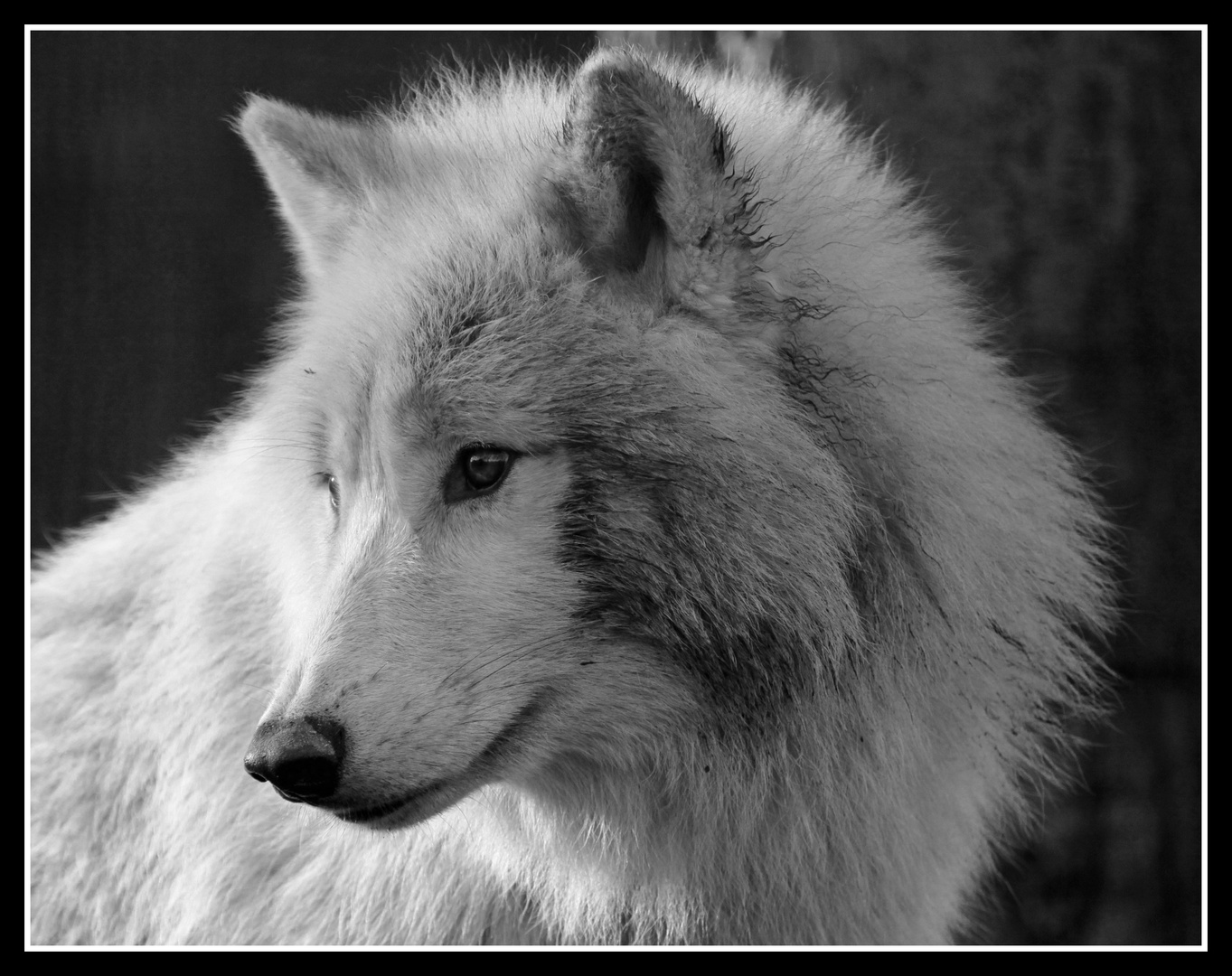 Arctic Wolf