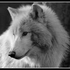 Arctic Wolf