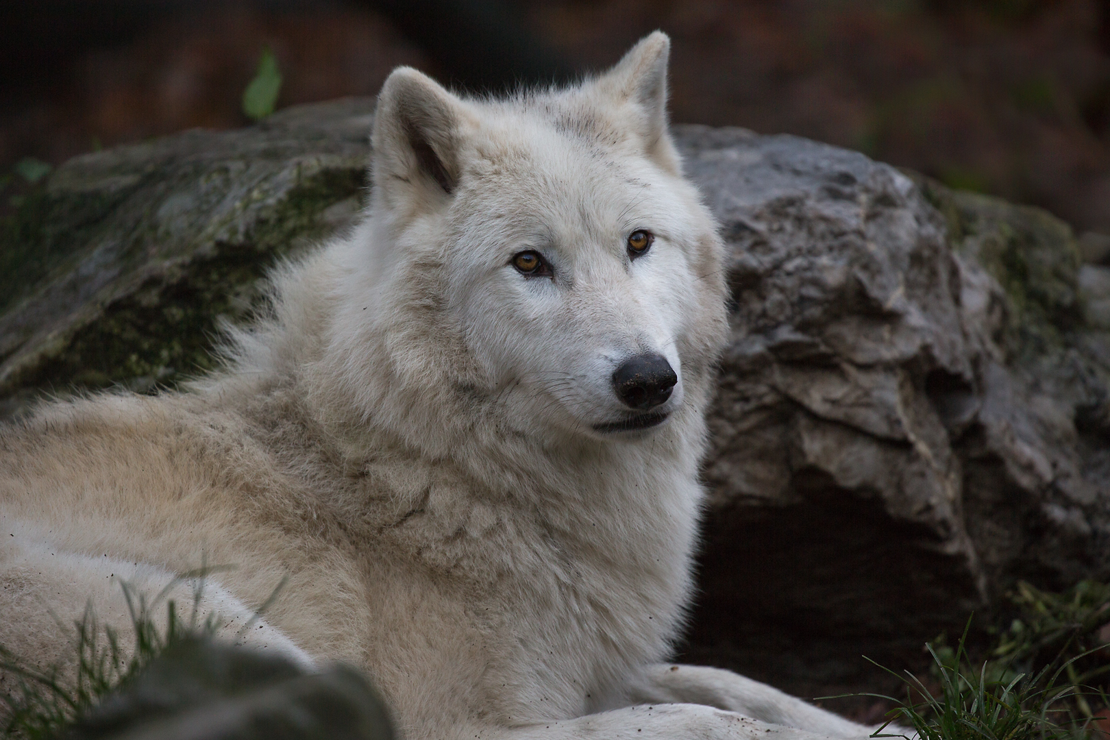 Arctic Wolf