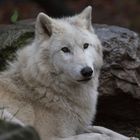 Arctic Wolf