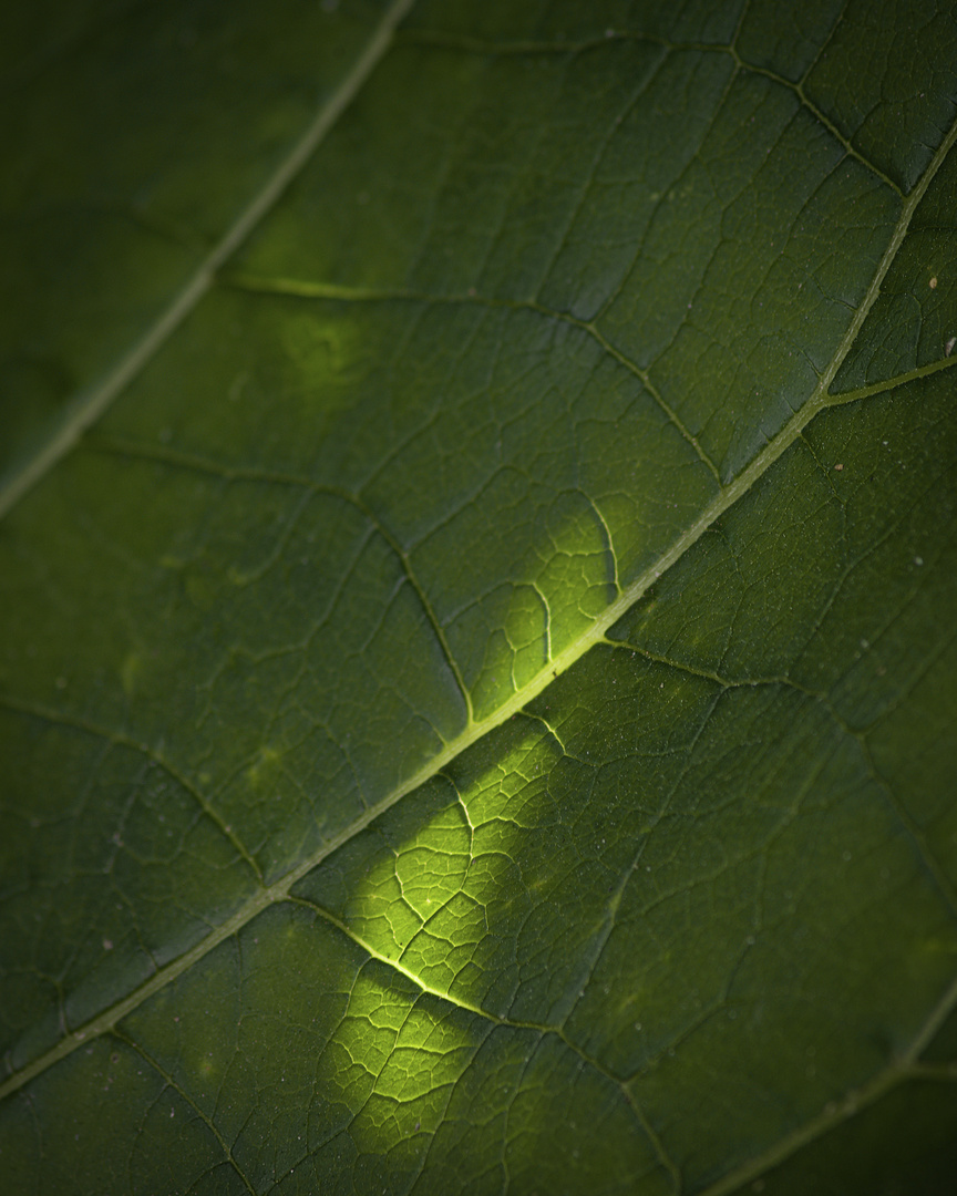 Arctium 