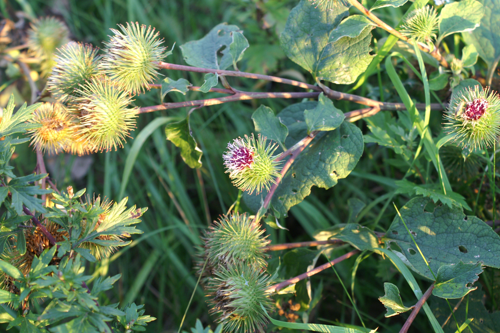 Arctium minus